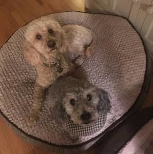 Meet your Posher, Janet